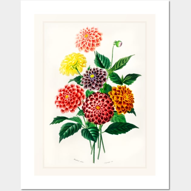 Dahlia Wall Art by WAITE-SMITH VINTAGE ART